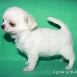 Фото №11 чихуахуа белоснежный мальчик шоу