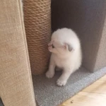 Фото №3 Шотландские котята