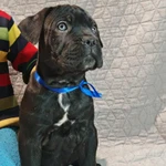 Фото №3 Щенки Кане Корсо