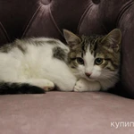 Фото №2 Отдаются в добрые руки кошка и котенок.