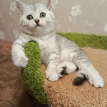 Фото №2 Британская малышка серебристая шиншилла
