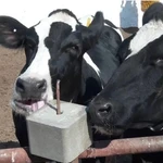 фото Лизунец кормовой.