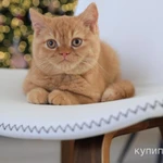 Фото №3 Продам Британского котика по имени Ирис