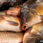 Фото №2 Карп от производителя