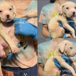 Фото №3 Американский булли, щенки xl, стандарт, классик