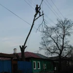 Фото №8 Спил деревьев любой сложности