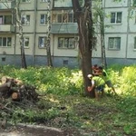 Фото №3 Спил деревьев, обрезка веток, вывоз спила