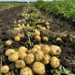 фото Картофель оптом