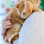 Фото №5 Кошечка Апельсинка - рыжая красавица в добрые руки