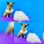 Фото №24 Стрижка, мытьё, тримминг, гигиеничекий уход собак и кошек