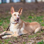 Фото №4 Щенок в добрые руки.