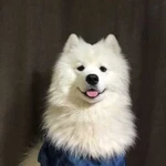 Самоед для фотосессий