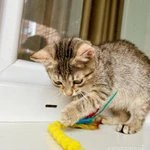 Фото №10 Маленькая котёнка Тина в добрые руки