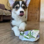 Фото №7 Вельш корги пемброк щенки трёхцветные