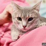 фото Косенькая полосатая кошечка Паночка в добрые руки