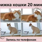 Фото №3 Уход за домашним питомцем