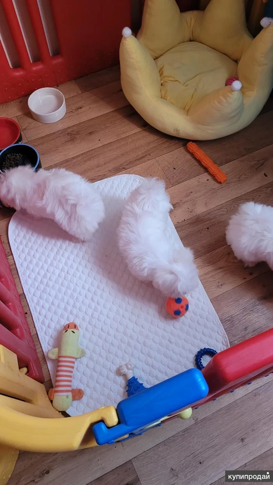 Фото Мальтезе. Щенки Мальтийской болонки. РКФ