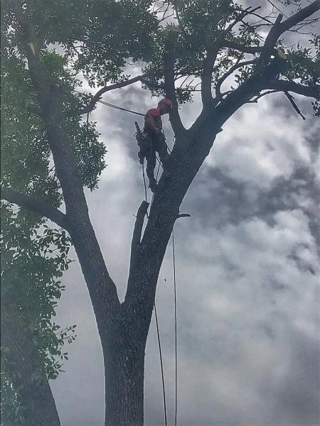 Фото Спилить дерево.Удаление деревьев.Арбористика