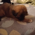 Фото №3 Щенки