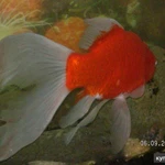 Фото №3 золотая рыба Комета