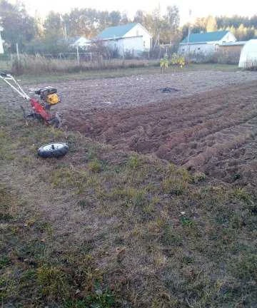 Фото Сад и огород