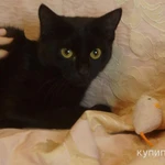 Фото №3 Кошечка Ягодка в добрые руки