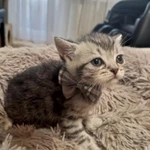 Фото №5 Шотландские котята