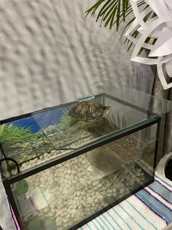 Фото Красноухая черепаха