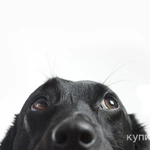 Фото №4 Передержка животных;)