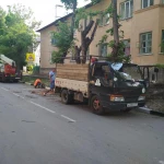 Фото №2 Спил деревьев в Ялте и на ЮБК