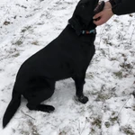 Фото №3 Щенки черного окраса подрощенные