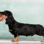 Фото №5 Такса жесткошерстная стандартная - "Из Ново-Переделкино"