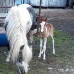 Фото №4 Продажа с/х животных