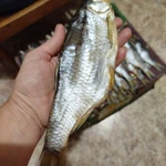 Фото №6 Вобла вяленная