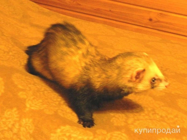 Фото Отдам хорька
