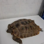 Фото №2 Черепаха Средиземноморская большая