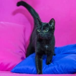Фото №3 котенок в добрые руки