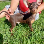 Фото №3 ПРАЖСКИЙ КРЫСАРИК