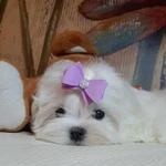 Фото №6 Белоснежное чудо Мальтезе. Мальтийская болонка