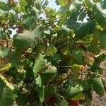 Продажа виноградника в Краснодарском крае.