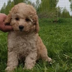 Фото №2 Карликового пуделя щенки.