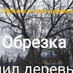 Обрезка и спил деревьев (расчистка участков)