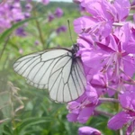 Фото №2 Иван-чай ферментированный, гранулированный