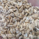 Фото №3 Различные корма для с/х животных и птиц