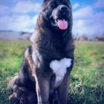 Фото №3 Щенки черной американской Акиты