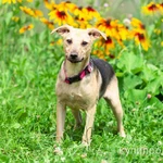 Фото №2 Красивый и умный домашний песик Лаки в добрые руки