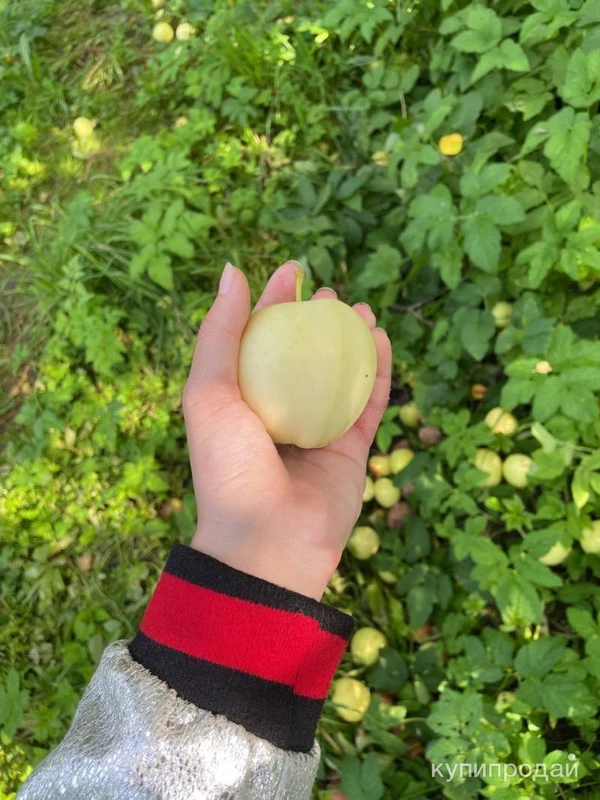 Фото Яблоки белый налив