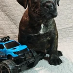 Фото №2 Щенки Кане Корсо