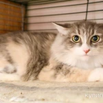 Фото №4 Уютная меховая кошка Жасмин в дар.