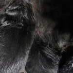 Фото №3 Тибетский мастиф щенки